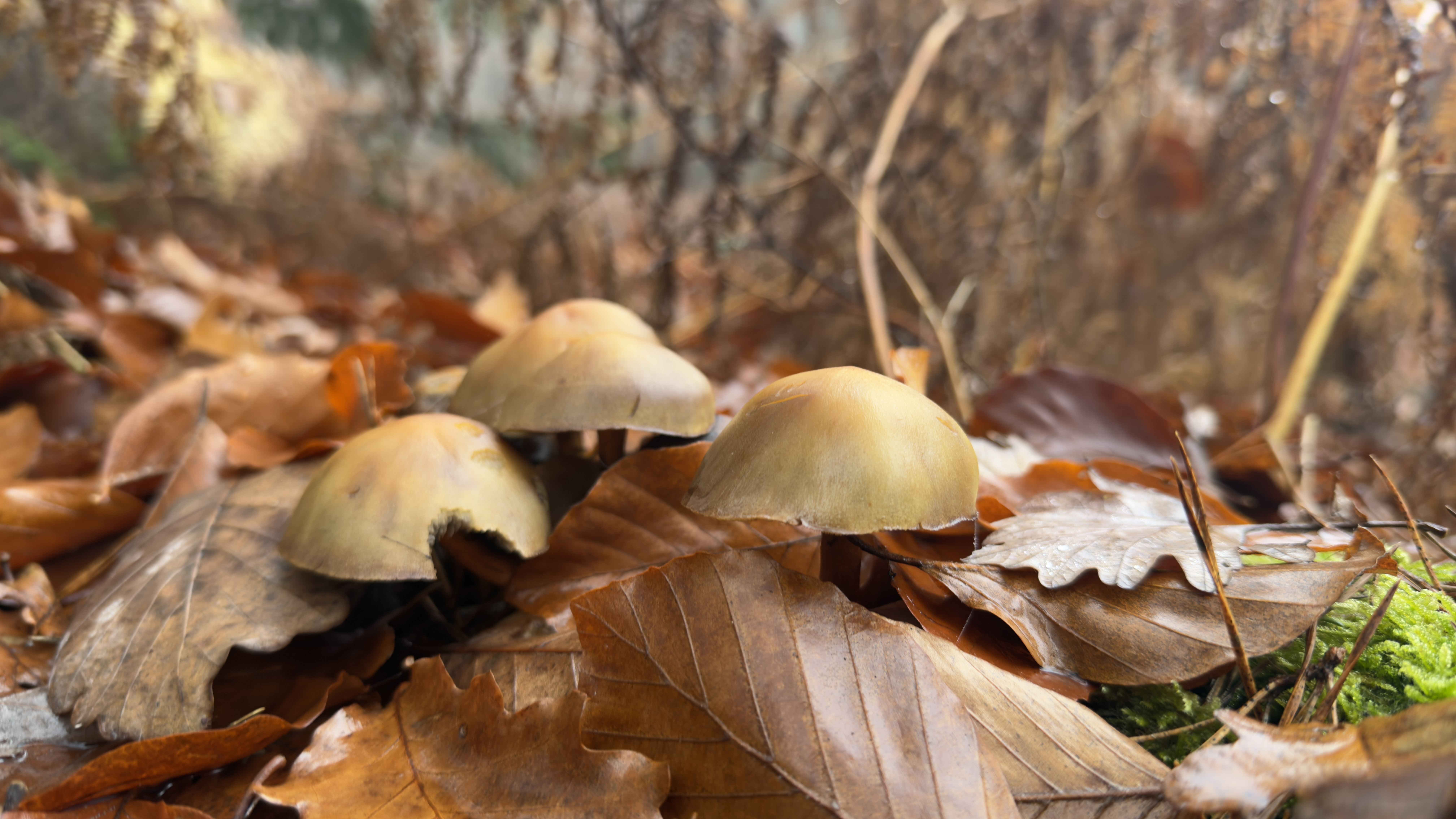 Jagd und Naturschutz